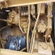 Used 950 Wheel Loader Caterpillar for Sale